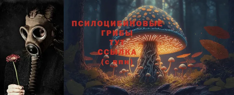 купить   Сердобск  Галлюциногенные грибы Magic Shrooms 